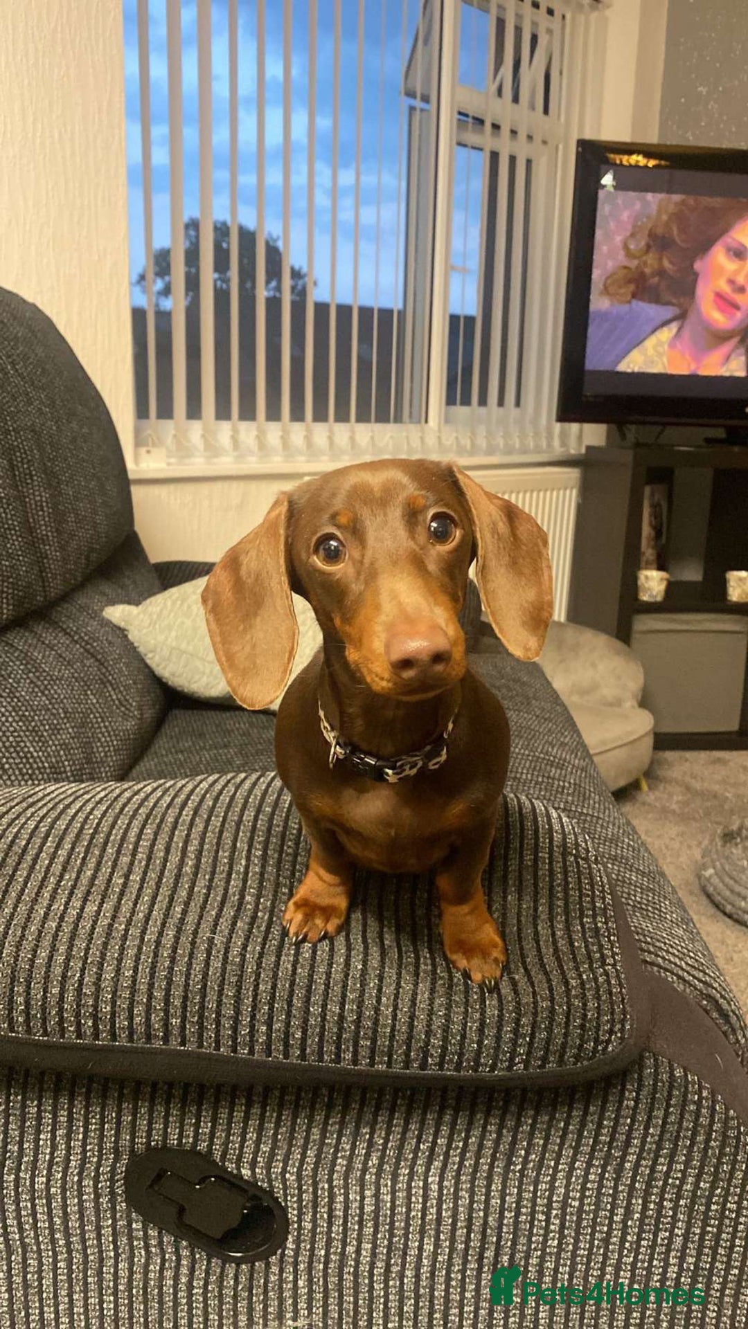 Miniature Dachshund dogs for sale: Chocolate Brown Miniature Dachshund 3 Years Old   - Advert 4