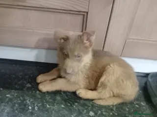 German Shepherd dogs ONLY TWO BLUE EYED ISABELLA BOYS LEFT - Advert 2