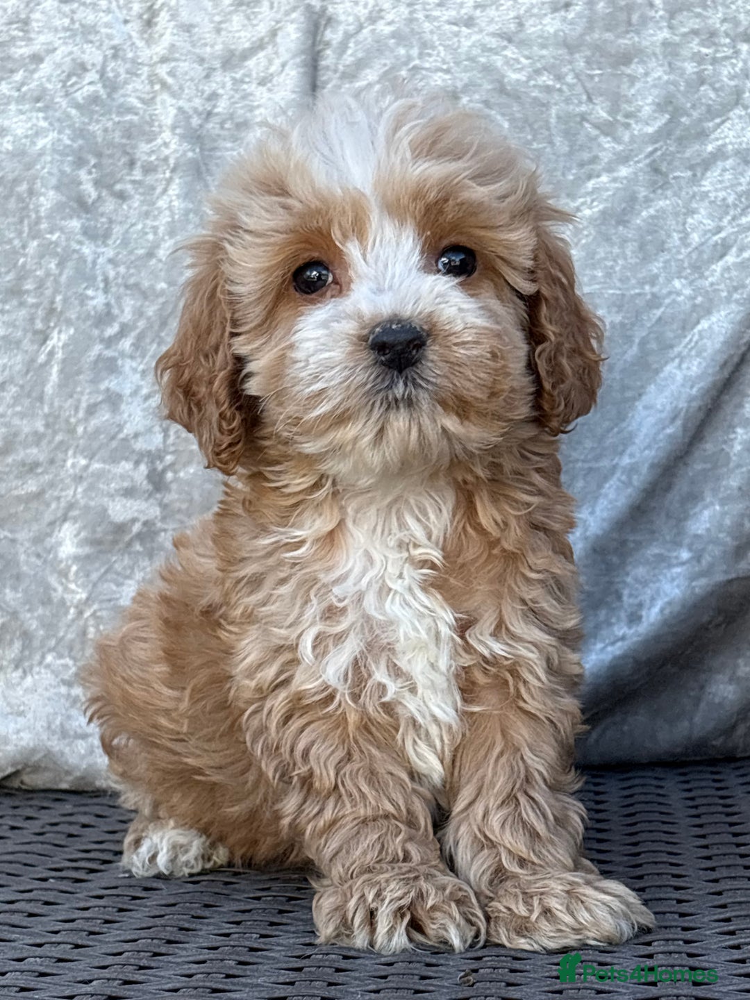 Cockapoo dogs for sale: F1 Cockapoo puppies  - Image 5