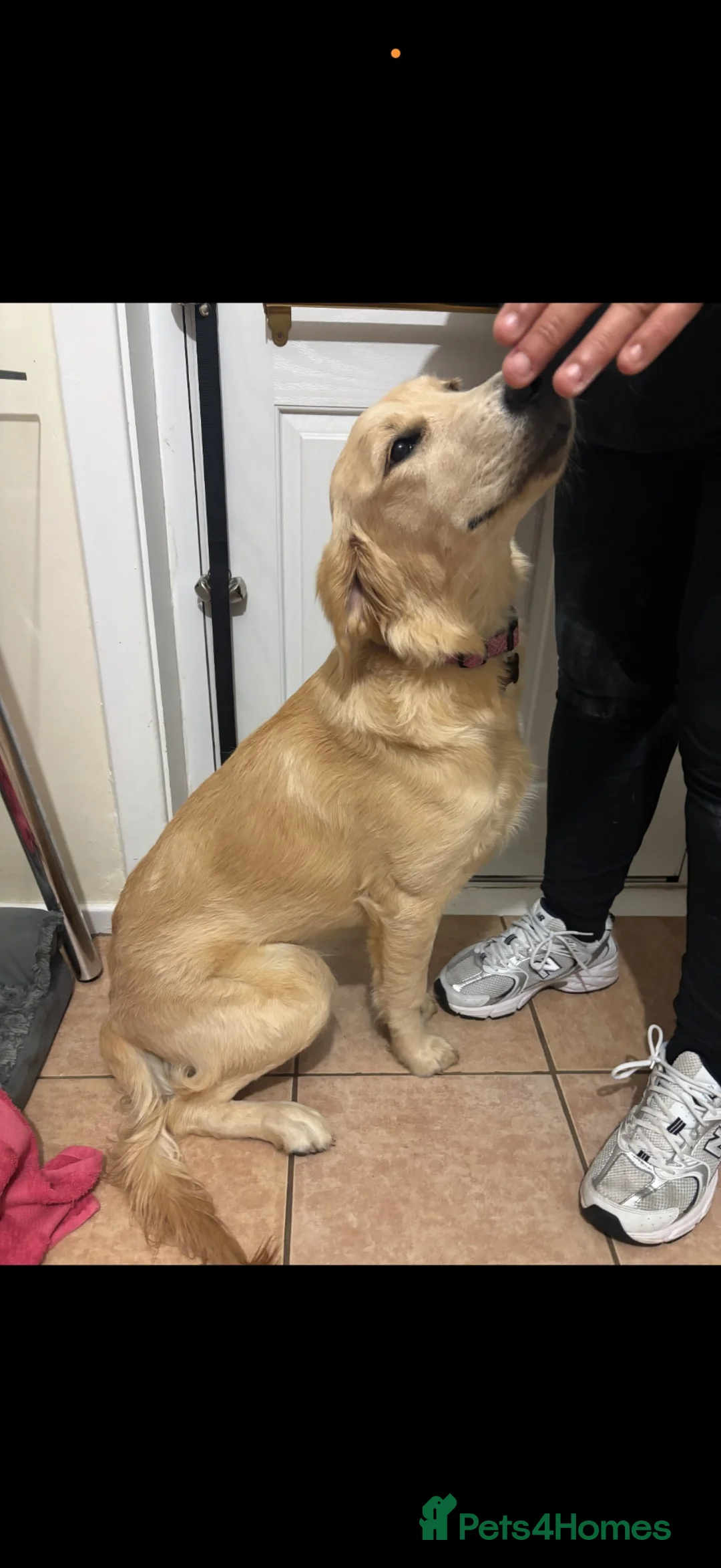 Golden Retriever dogs for sale: Female golden retriever  - Advert 11