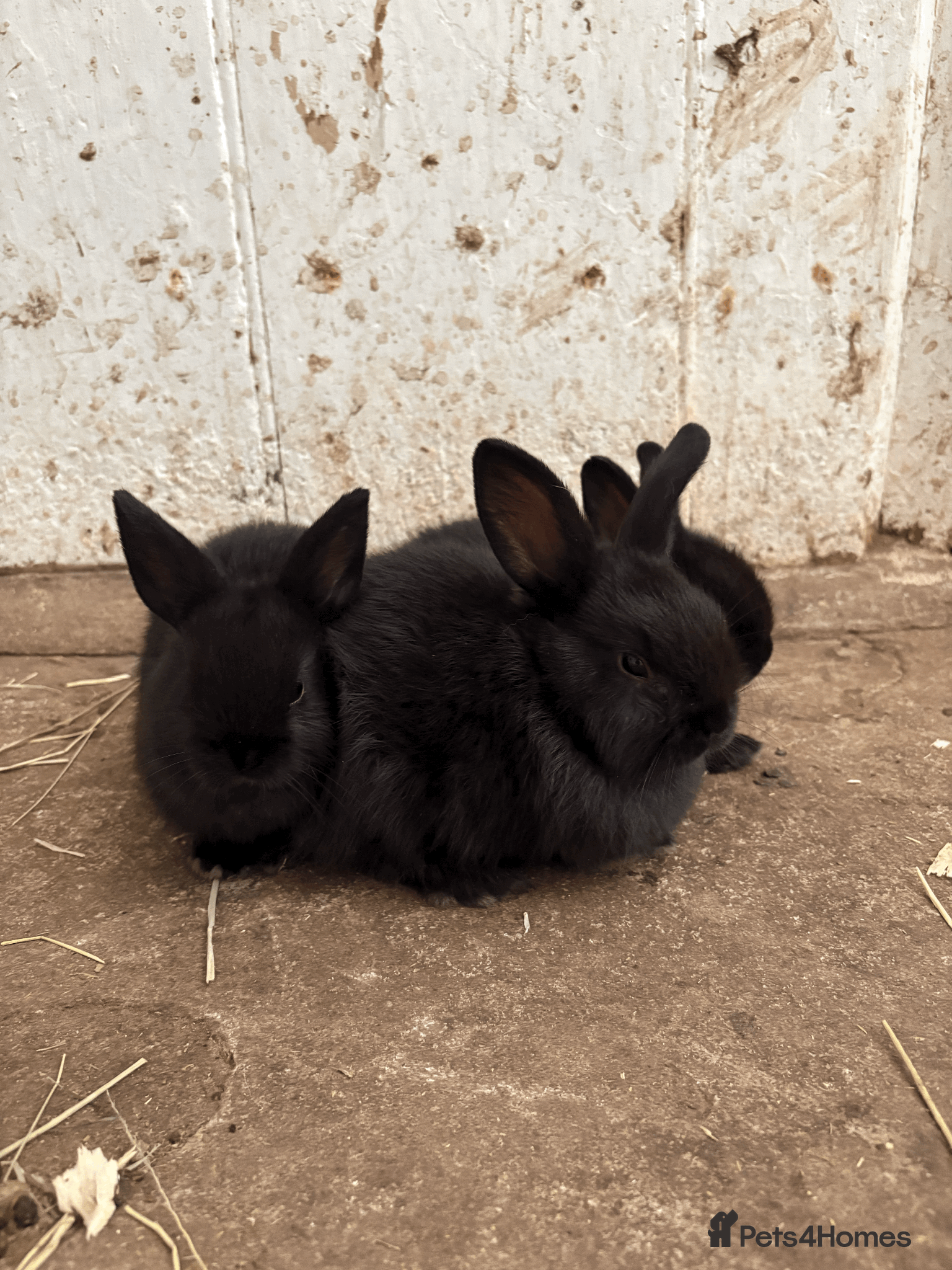Mixed Breed rabbits Dwarf X Lionhead Rabbits For Sale - Advert 14