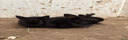 Mixed Breed rabbits for sale: Dwarf X Lionhead Rabbits For Sale - Advert 1