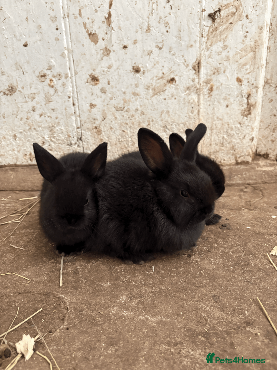 Mixed Breed rabbits for sale: Dwarf X Lionhead Rabbits For Sale - Advert 1