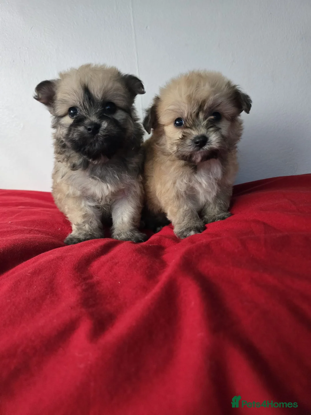 Yorkiepoo dogs for sale: Yorkiepoo puppies  - Advert 1