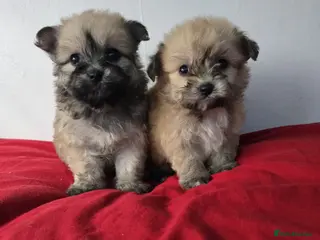 Yorkiepoo dogs Yorkiepoo puppies - Advert 7