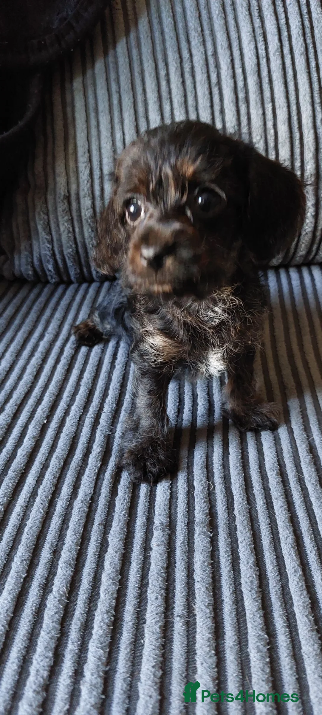 Mixed Breed dogs for sale: Small Mixed Breed Puppies - Advert 2