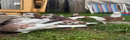 Pigeons birds for sale: Tumbler Pigeons for sale in hull - Advert 3