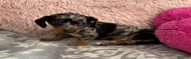 * Iris 🌈 — Piebald