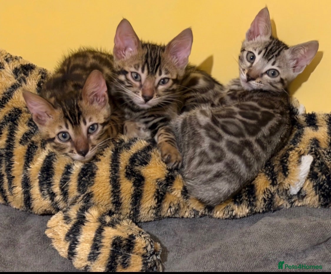 Bengal cats 🤎 BENGAL 🔥 KITTENS, TICA REGISTERED 🩶  - Advert 17