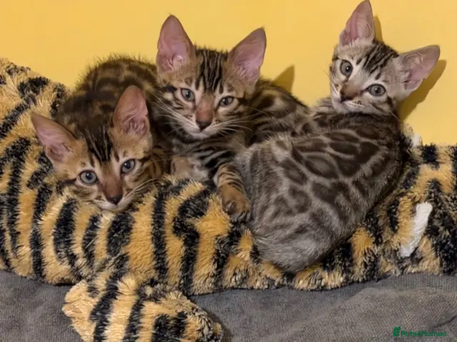 Bengal cats 🤎 BENGAL 🔥 KITTENS, TICA REGISTERED 🩶 - Advert 17