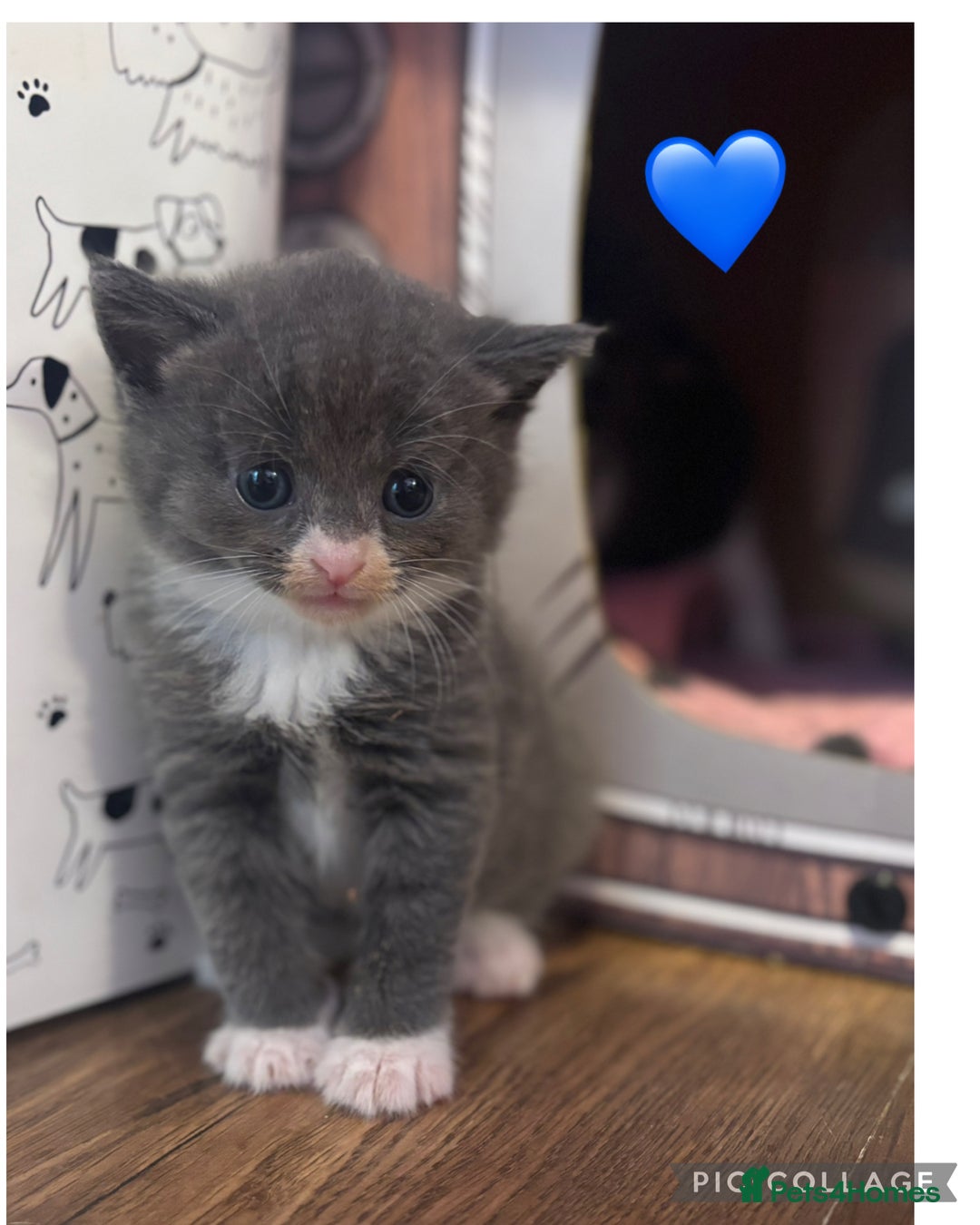 Mixed Breed cats for sale: Half British Short Haired Kittens - Image 6
