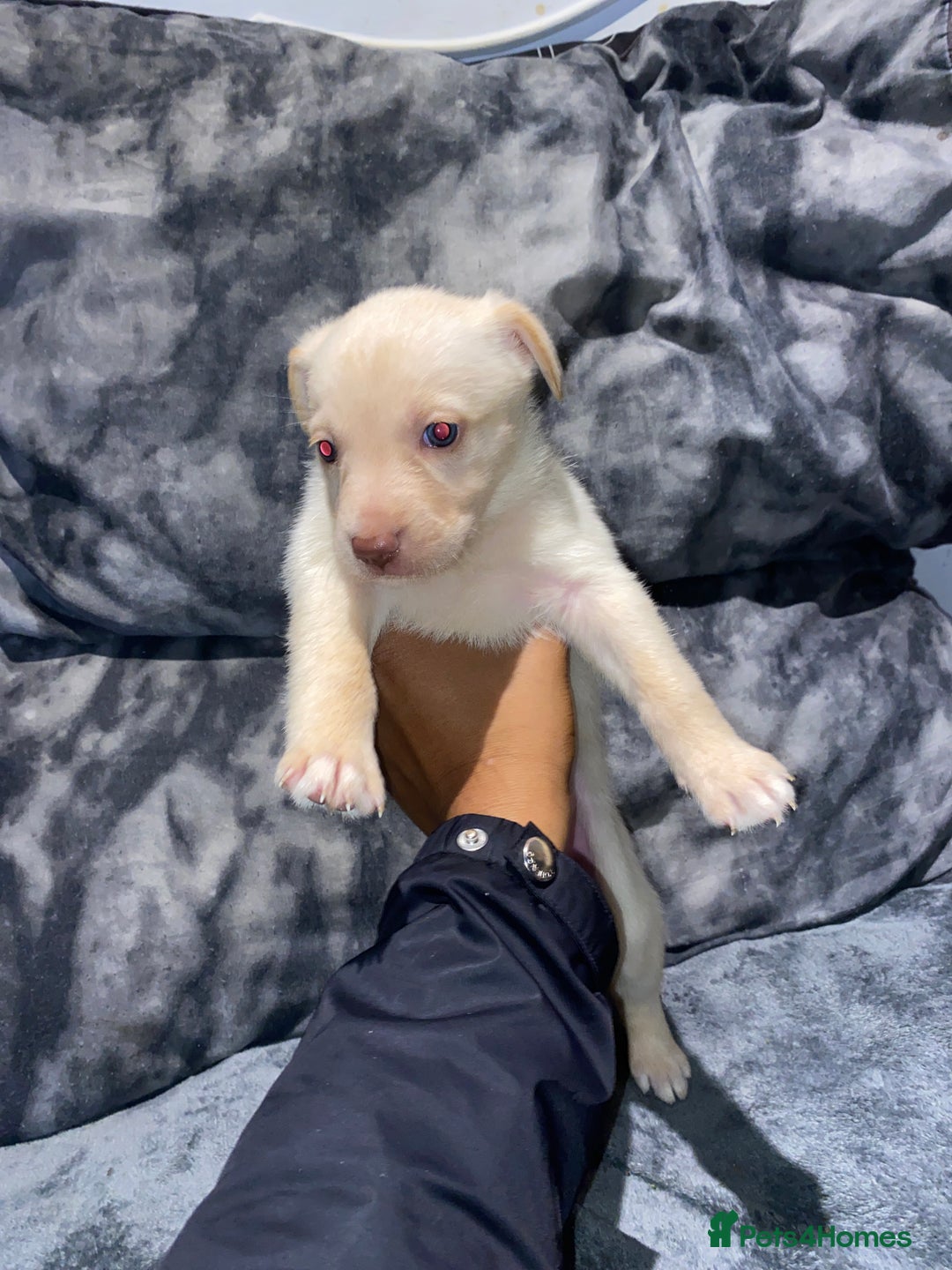 Mixed Breed dogs for sale: 8 beautiful staff cross shepsky pups  - Image 7