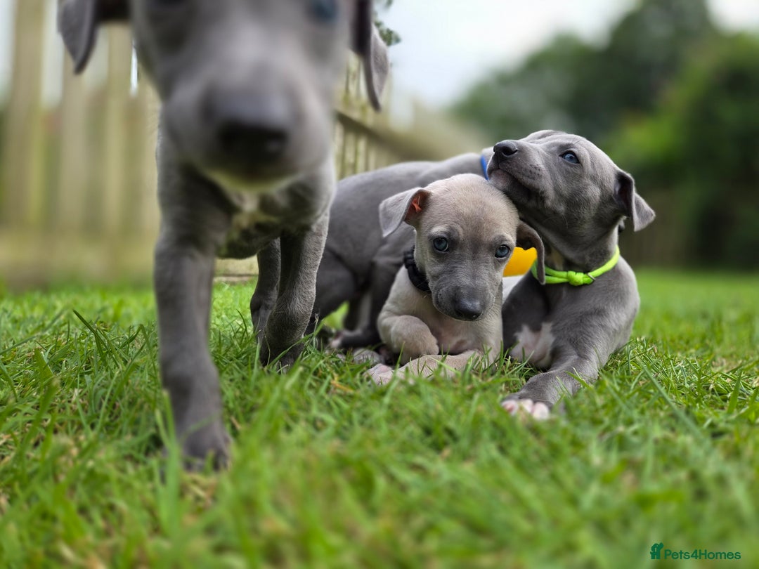 Italian Greyhound dogs for sale: **Wiggys (Whippet/Italian Greyhound)** - Image 11