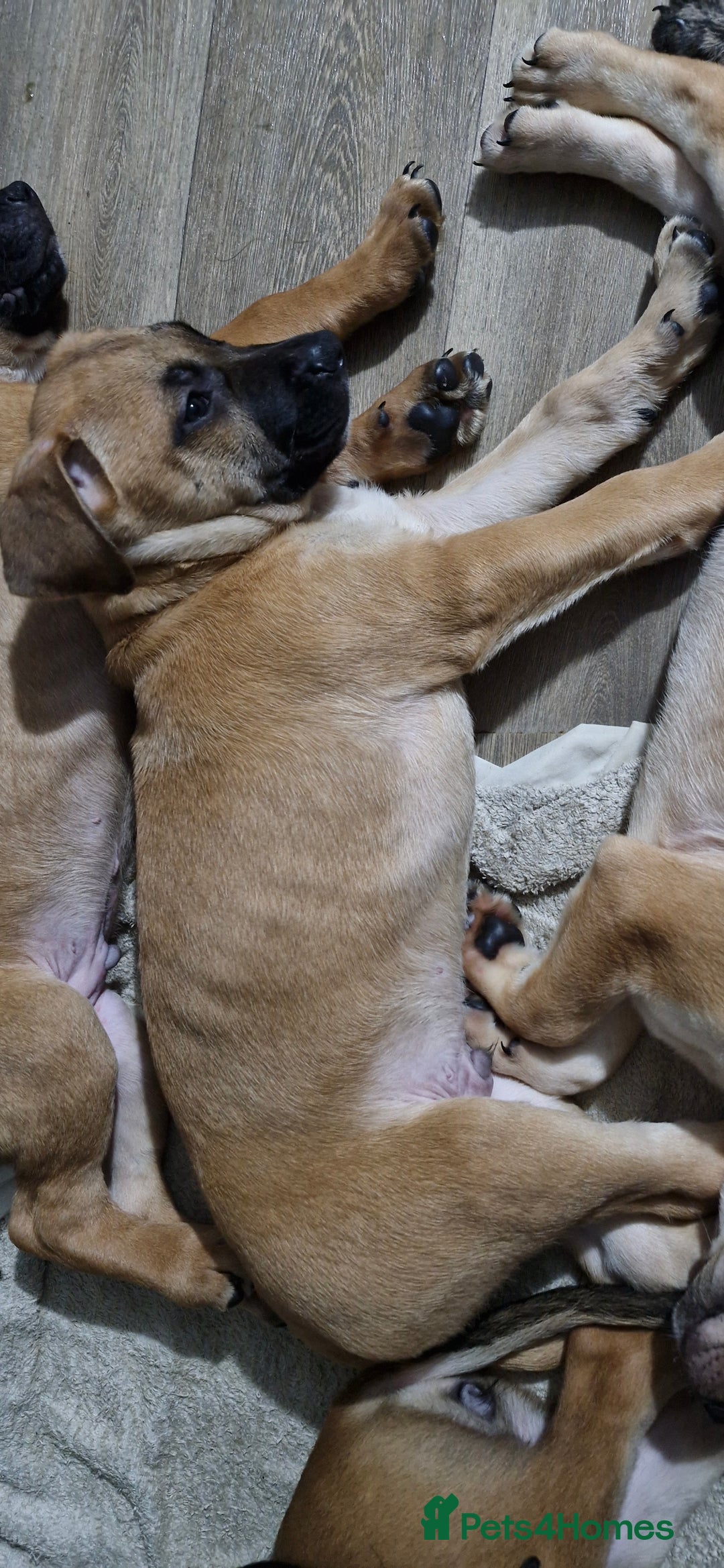 Mixed Breed dogs for sale: Mixed breed - Advert 7