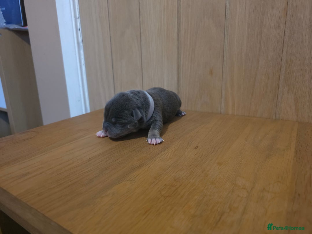 American Bully dogs for sale: Pocket bully puppies - Advert 22