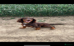 Cocker Spaniel dogs for sale: COCKER SPANIEL PUPPIES - Image 19