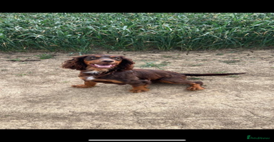 Cocker Spaniel dogs - Advert 12