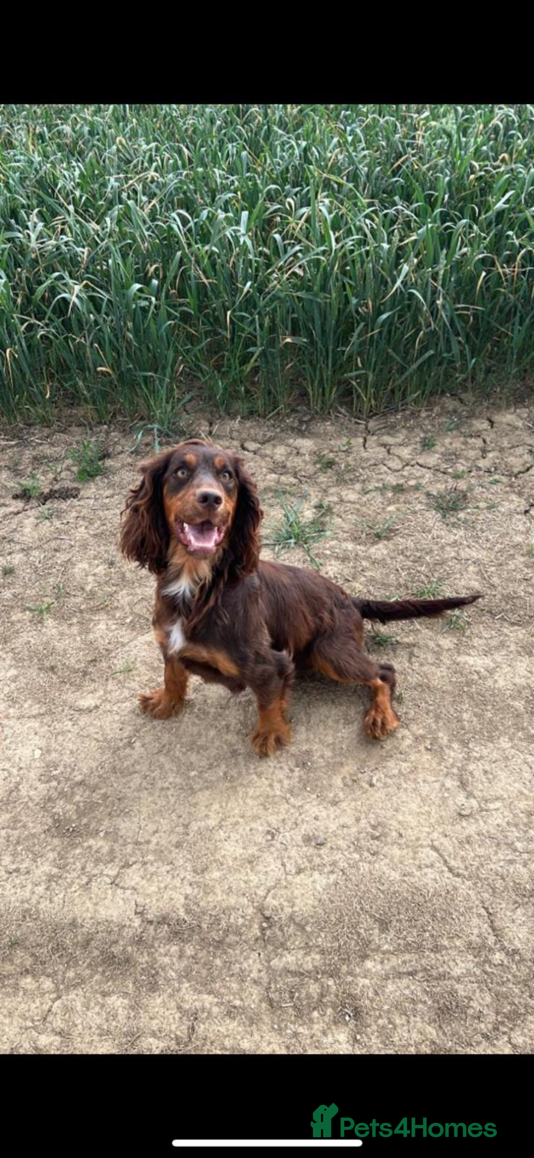 Cocker Spaniel dogs for sale: COCKER SPANIEL PUPPIES - Image 19