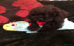 Mixed Breed dogs for sale: shihtzu x toy poodle puppies for sale - Image 26