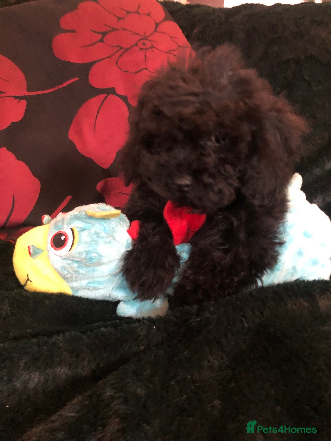Mixed Breed dogs for sale: shihtzu x toy poodle puppies for sale - Image 26