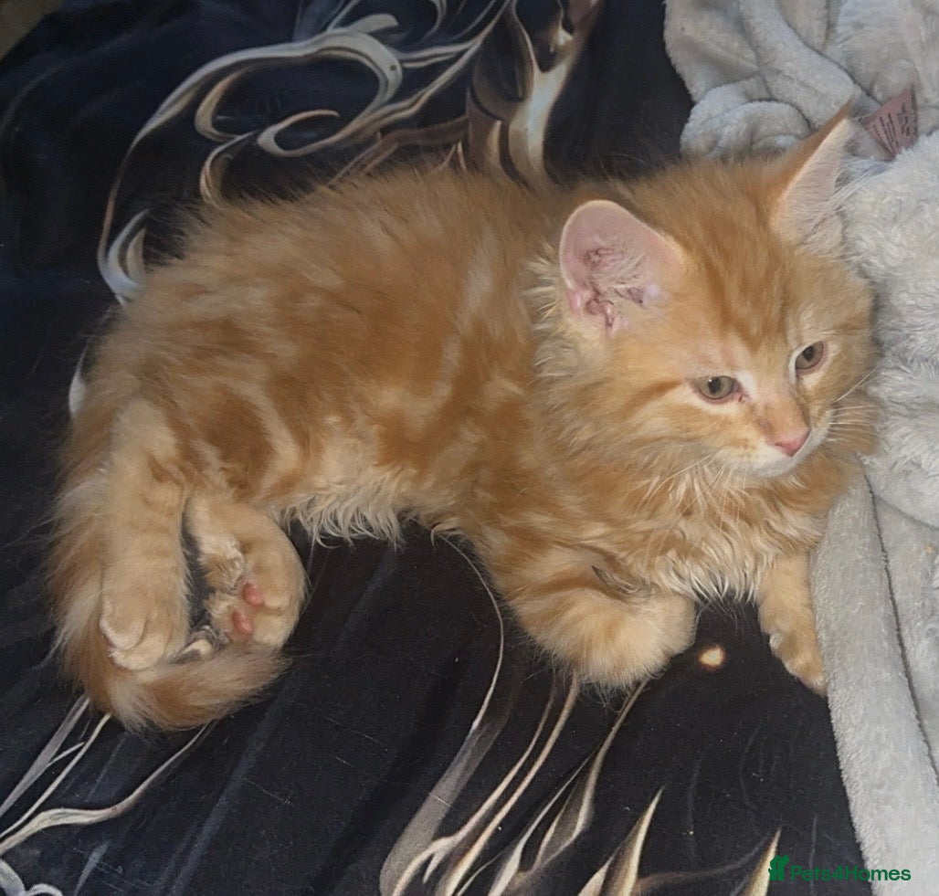 Mixed Breed cats £450! Price lowered for this stunning loving boy🐾 - Advert 9