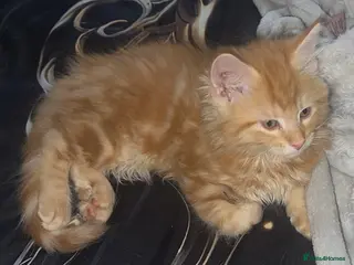 Mixed Breed cats £450! Price lowered for this stunning loving boy🐾 - Advert 9
