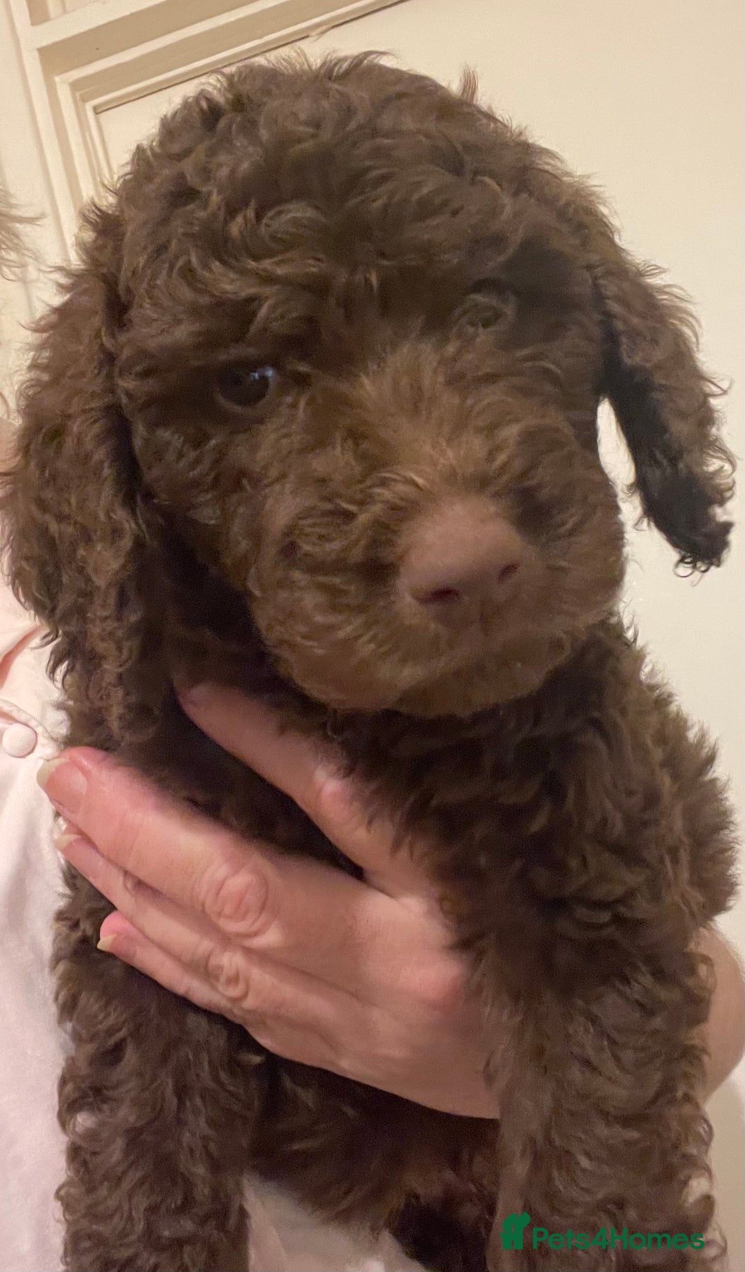 Mixed Breed dogs for sale: Amazing Cockerpoo/Bernadoodle puppies ❤️🐶 - Image 5