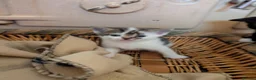 Mixed Breed cats for sale: Kittens from loving country cottage home - Advert 16