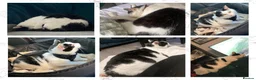 Domestic Shorthair cats for sale: Mouse - looking for her retirement home - Advert 14