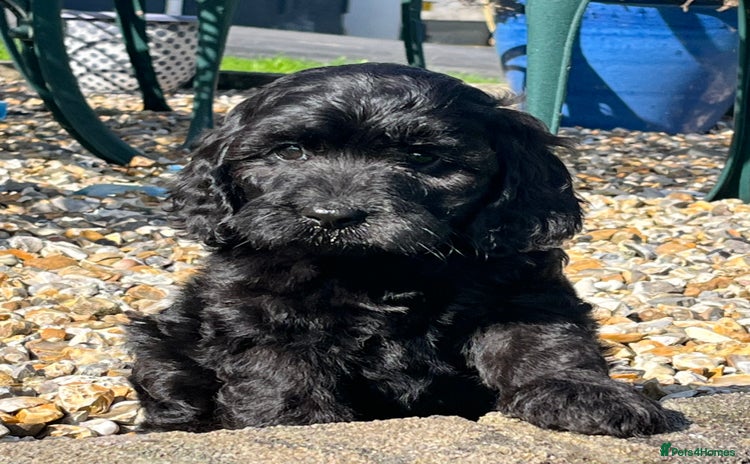 Cockapoo dogs - Advert 5