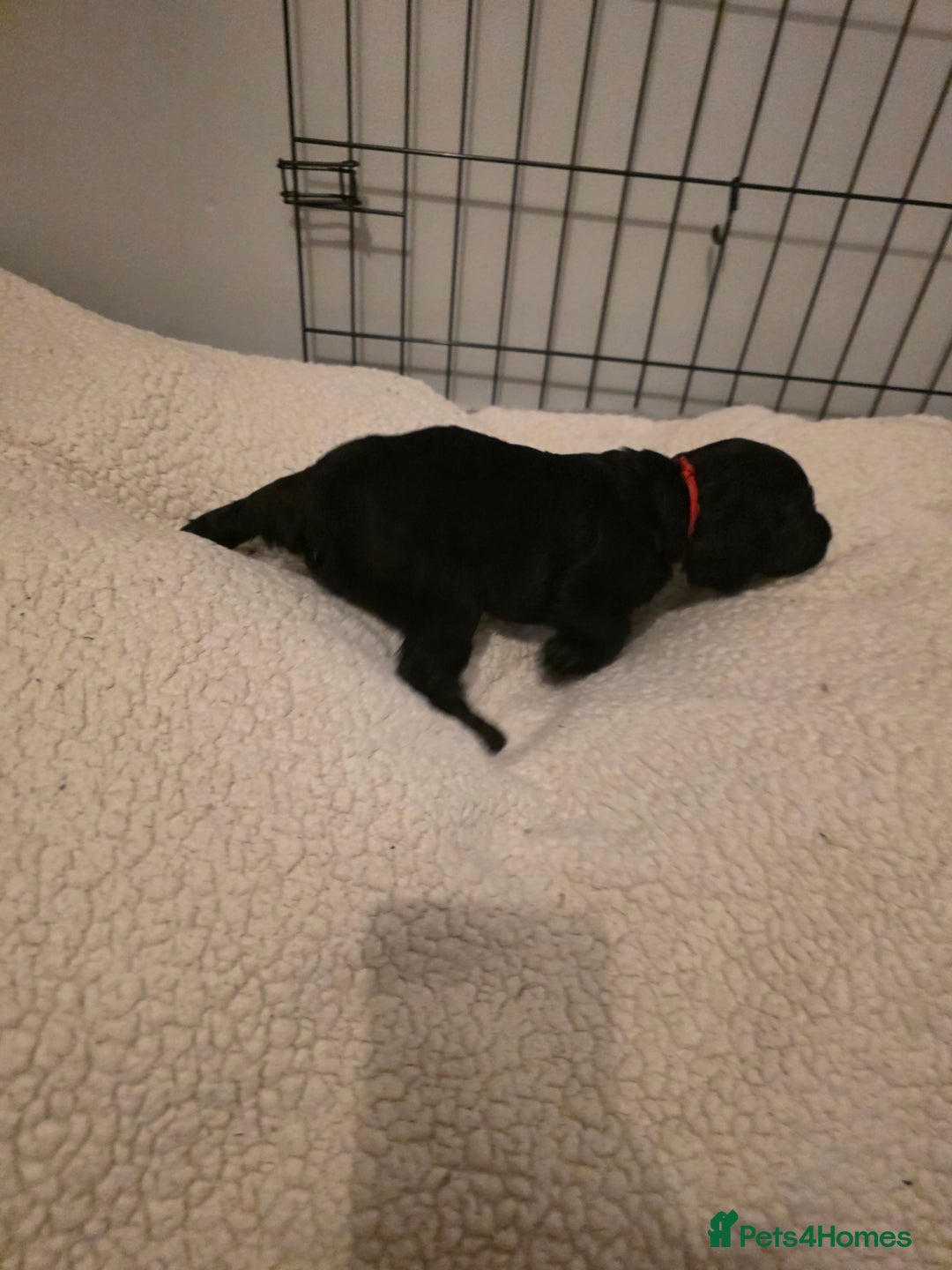 Cocker Spaniel dogs for sale: 6 cocker spaniel puppies  - Advert 24