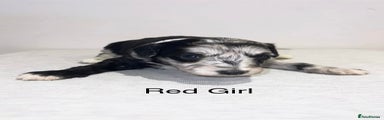 Red Girl