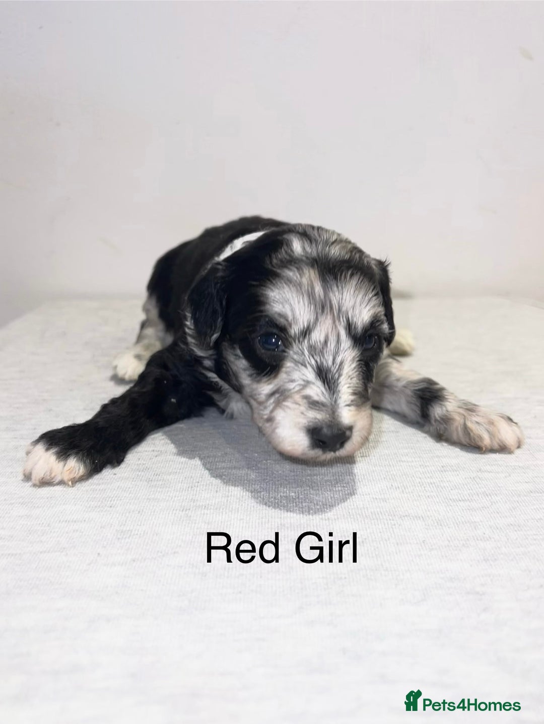 Mixed Breed dogs for sale: Cadoodle Puppies for sale - Advert 5