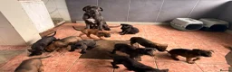 Mixed Breed dogs for sale: Cane Corso x Belgian Malinois - Advert 4