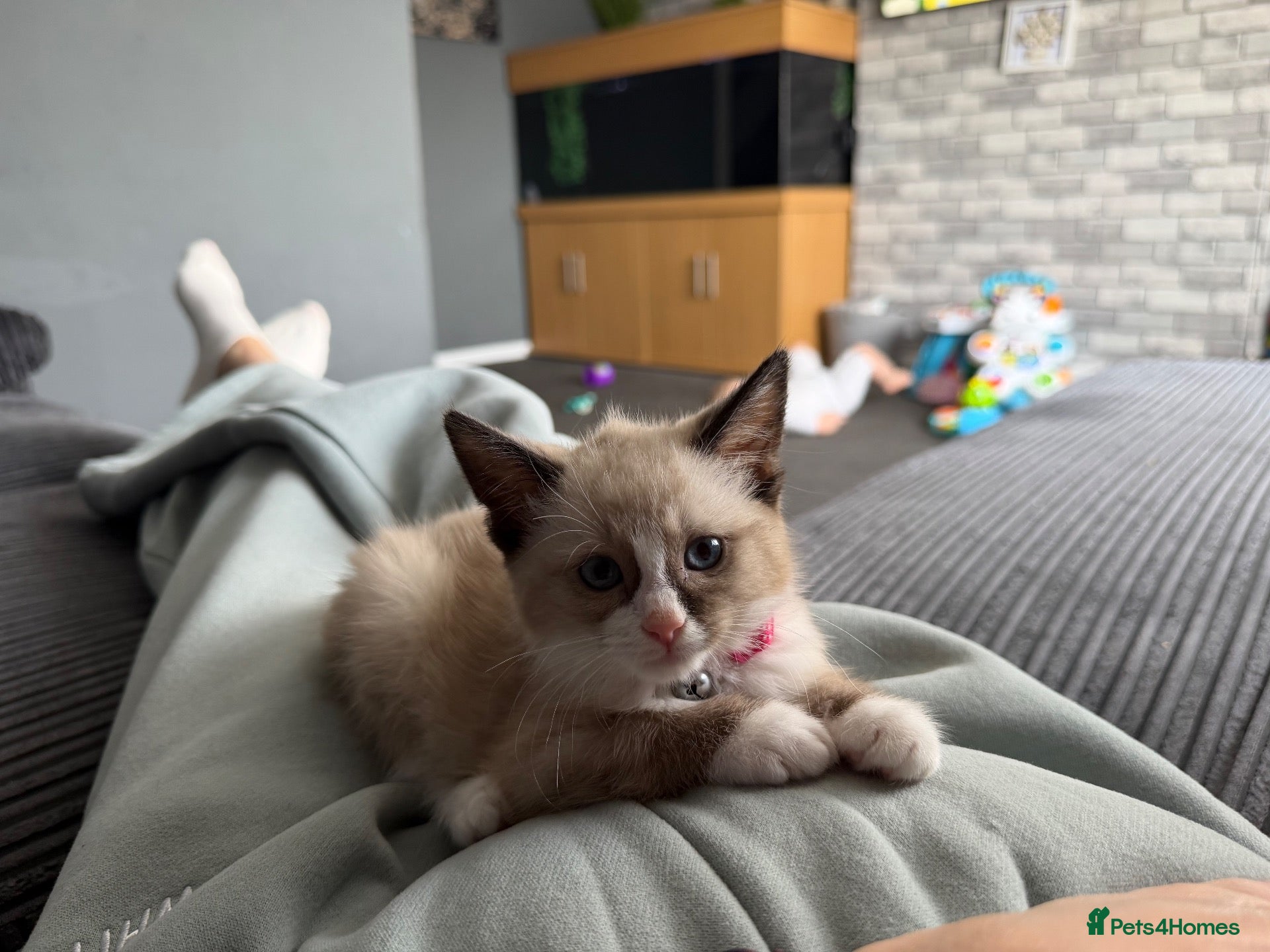 Mixed Breed cats Female kitten - Advert 1