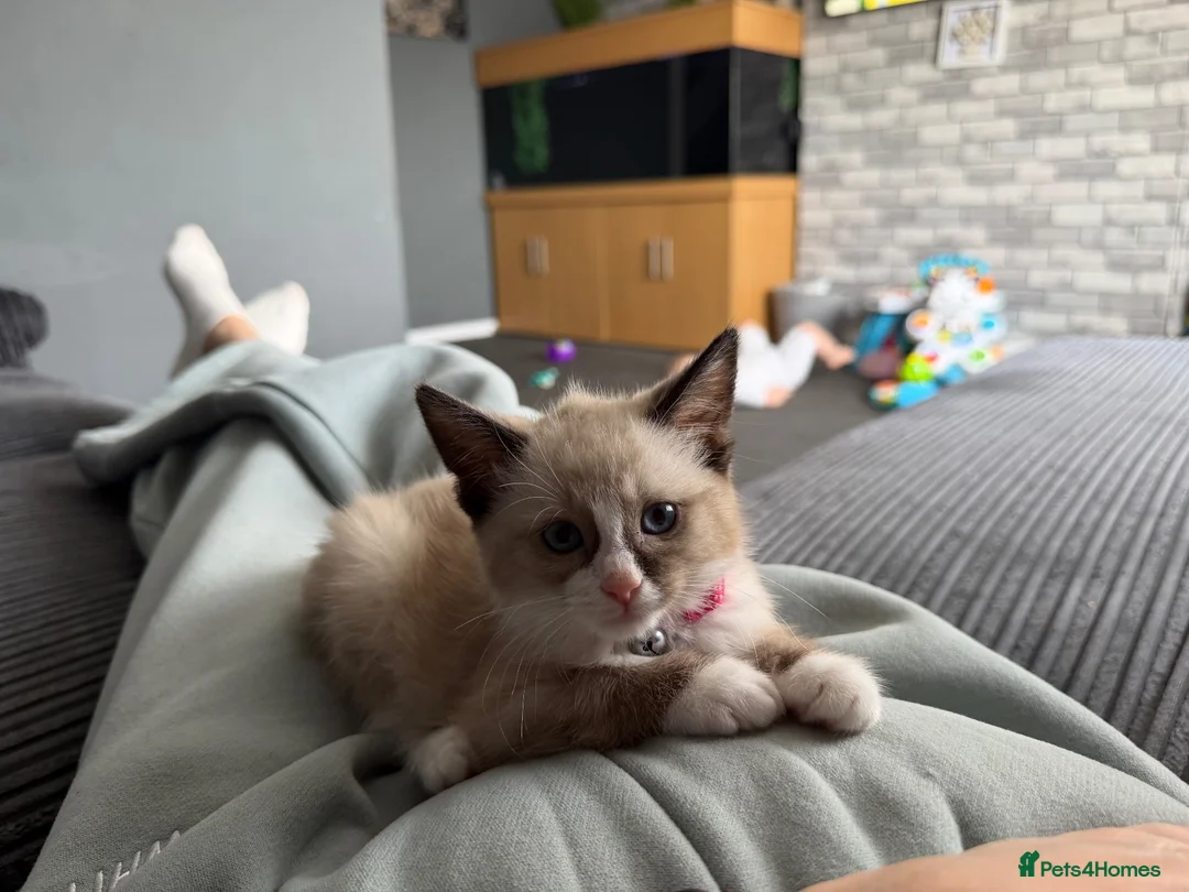Mixed Breed cats for sale: Female kitten - Advert 1