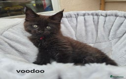 Maine Coon cats for sale: Maine Coon Kittens Polydactyl Russian line - Image 38