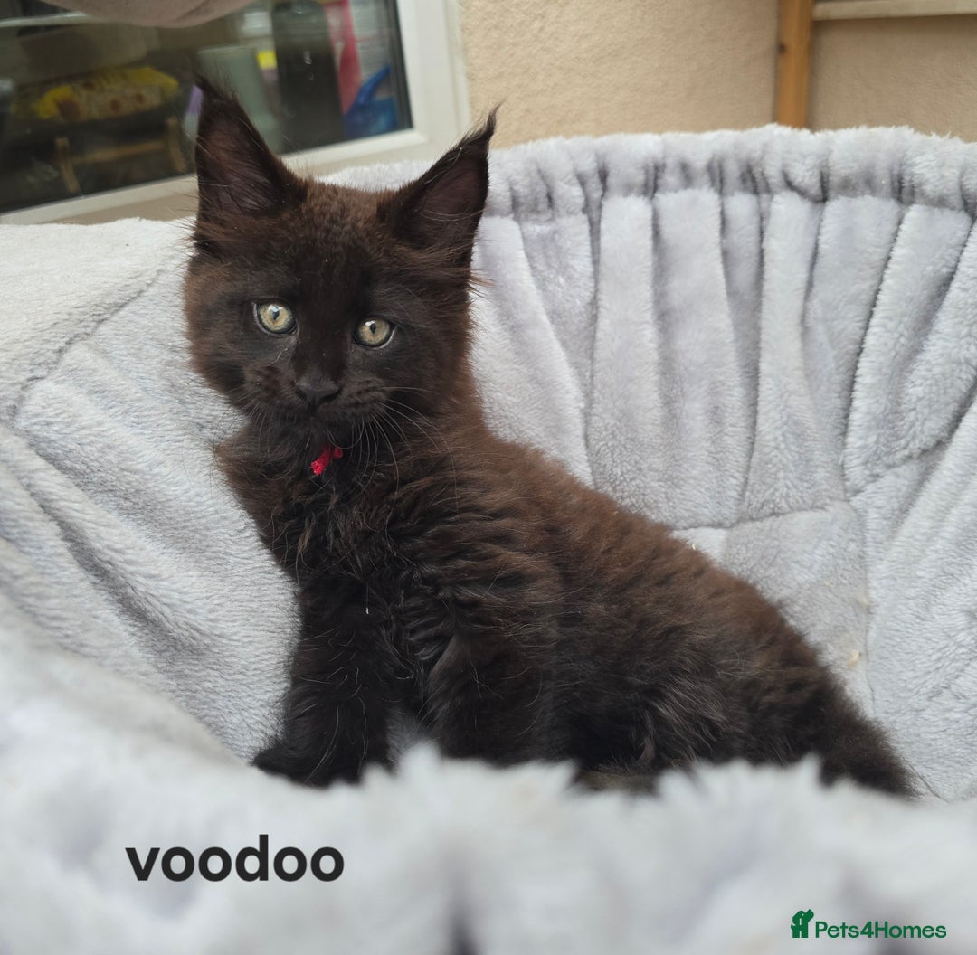 Maine Coon cats for sale: Maine Coon Kittens Polydactyl Russian line - Image 38