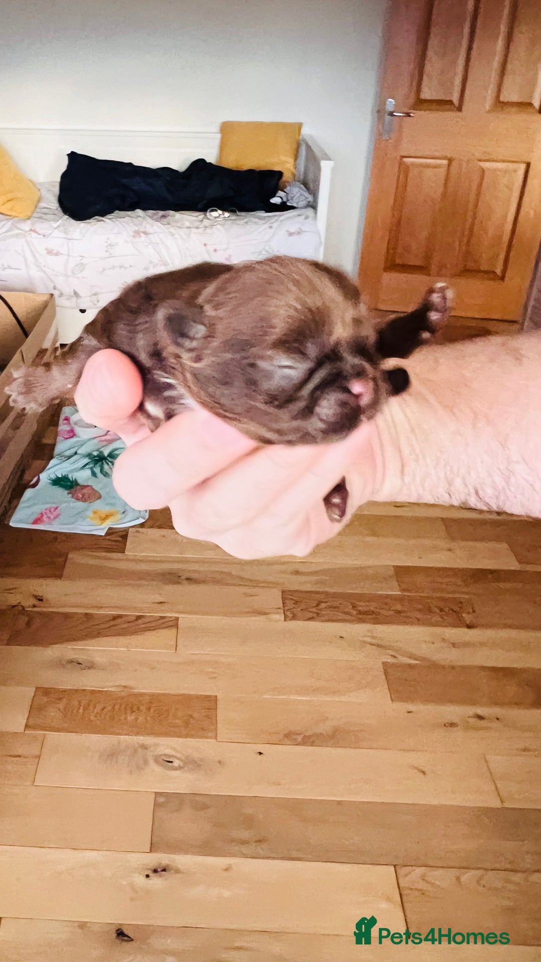 Shih Tzu dogs for sale: Shih Tzu Puppies - Advert 6