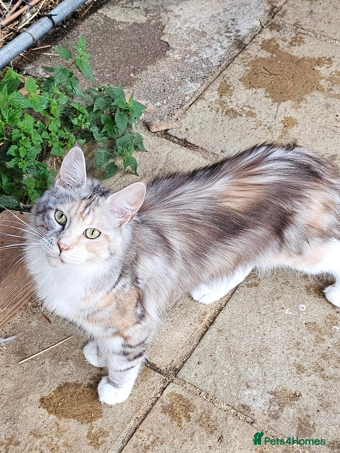 Maine Coon cats Beautiful Mainecoon girl - Advert 1