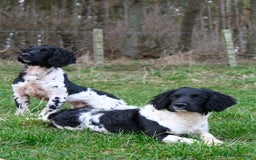 English Springer Spaniel dogs for sale: Puppy (male) KC ESS with titled parents FTW x FTAW - Image 7
