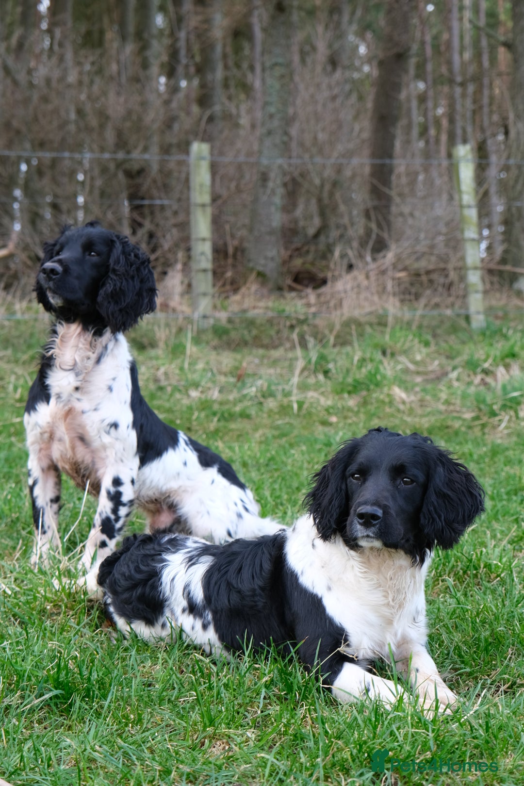 English Springer Spaniel dogs for sale: Puppy (male) KC ESS with titled parents FTW x FTAW - Image 7