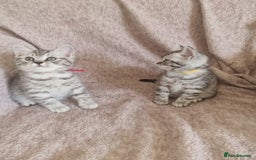 British Shorthair cats for sale: British shorthair  - Image 3