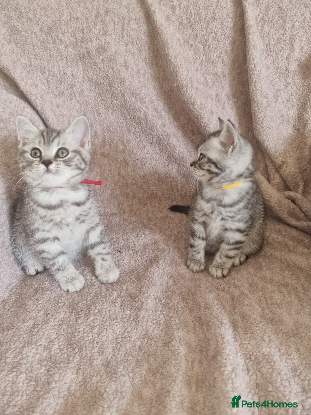 British Shorthair cats for sale: British shorthair  - Image 3