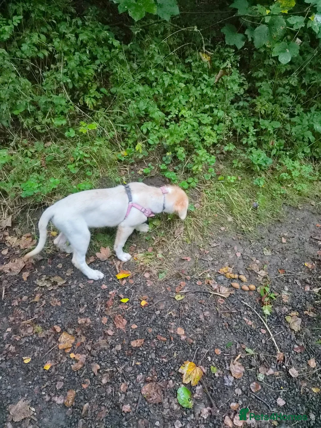 Goldador dogs for sale: Beautiful Goldador for sale in Darwen - Advert 5