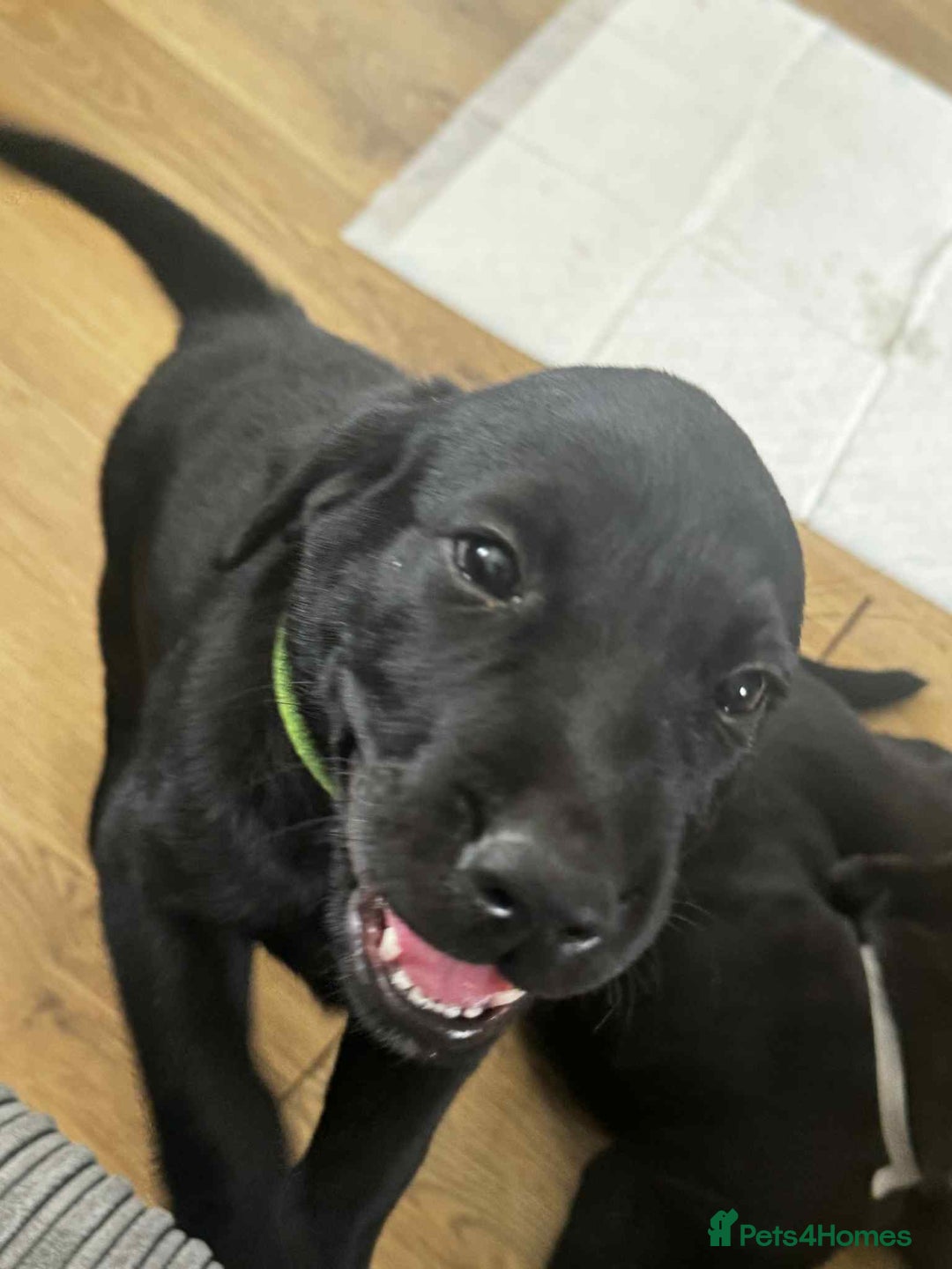 Mixed Breed dogs for sale: Puppies for sale - Image 3