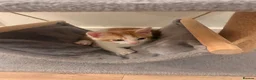 Domestic Shorthair cats for sale: Ginger and white male kitten - Advert 3