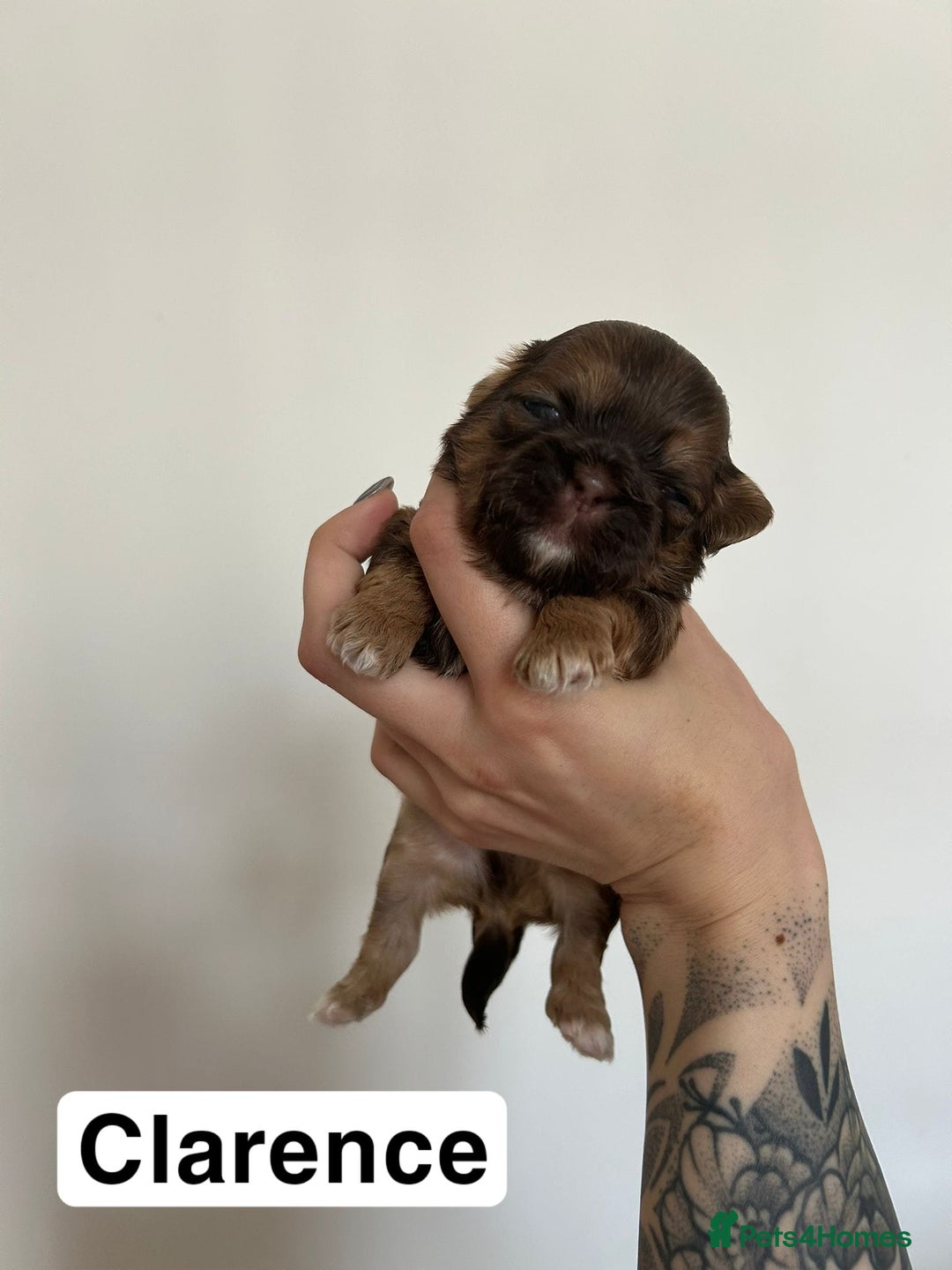 Shih Tzu dogs for sale: Stunning kc imperial shih tzus - Image 6