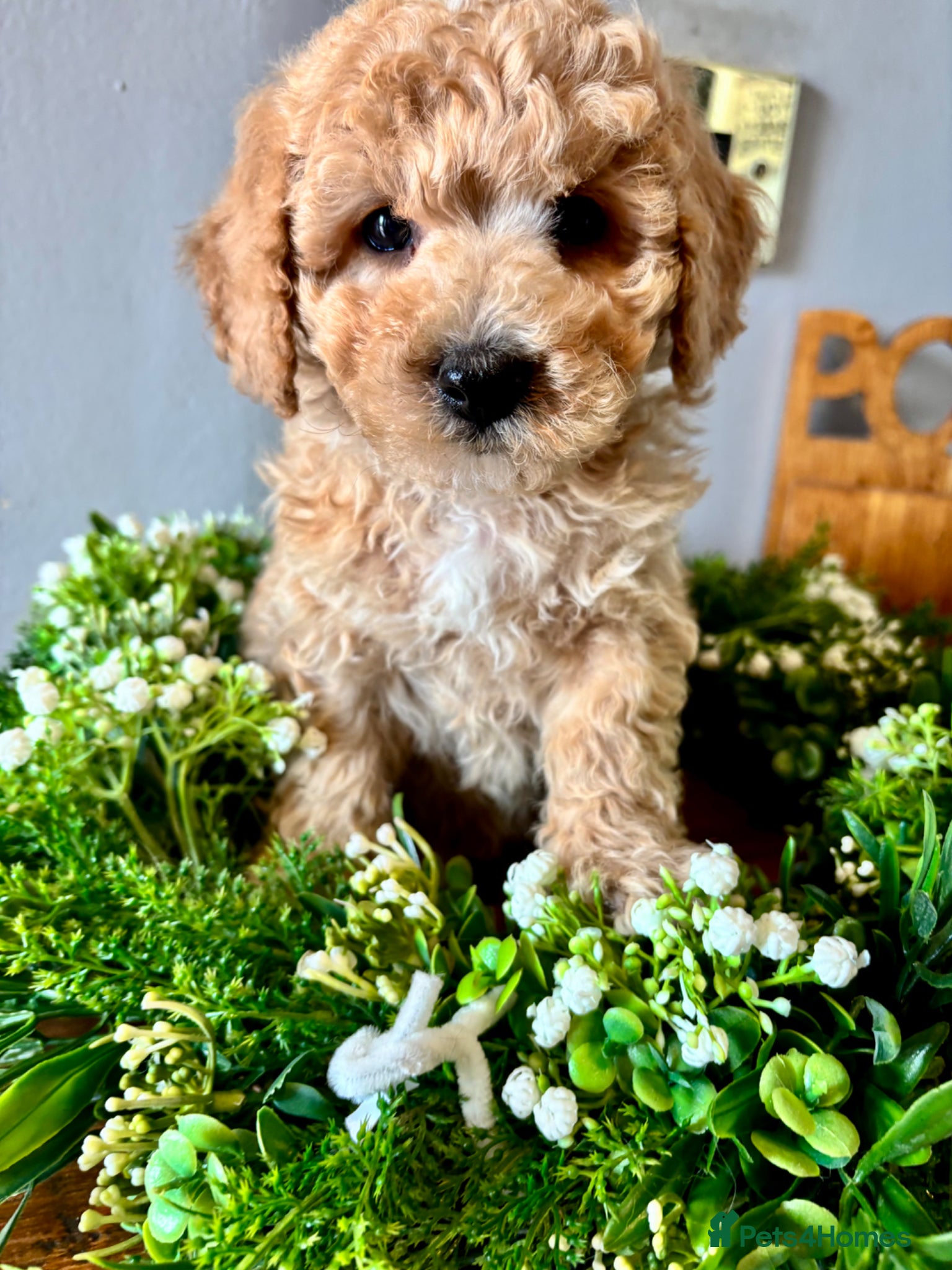 Poochon dogs Stunning health tested Poochon puppies - Advert 6