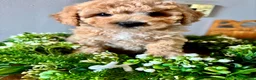 Poochon dogs for sale: Ready now Stunning mini F1 health tested Poochons - Advert 1